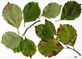 SpeciesSub: var. japonica